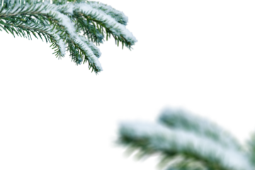 Horizontal frost-covered evergreen branch graphic overlay for photo composites, featuring snow-laden coniferous foliage perfect for creating winter atmospheric effects, seasonal decorations, and holid