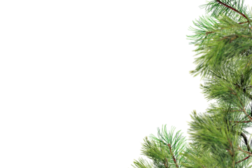 Right-side palm fronds graphic overlay element for photo composites, featuring tropical feathery foliage positioned vertically perfect for framing designs, creating natural right-edge borders