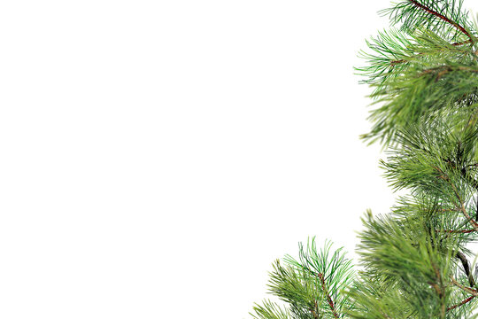 Right-side palm fronds graphic overlay element for photo composites, featuring tropical feathery foliage positioned vertically perfect for framing designs, creating natural right-edge borders