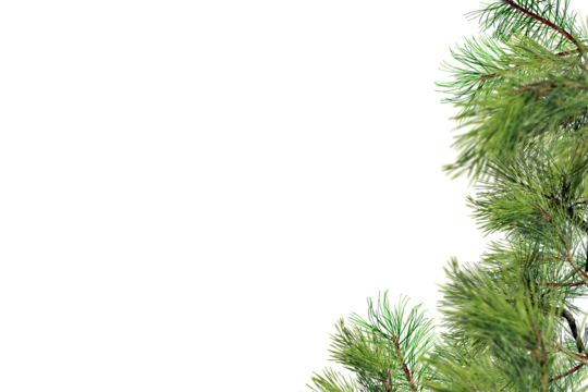 Right-side palm fronds graphic overlay element for photo composites, featuring tropical feathery foliage positioned vertically perfect for framing designs, creating natural right-edge borders