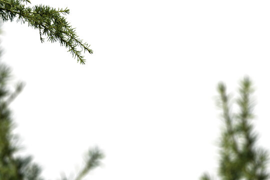 Soft-blur multiple branches graphic overlay element for photo composites, featuring diffused evergreen foliage with subtle layering perfect for creating gentle atmospheric backgrounds and peaceful 