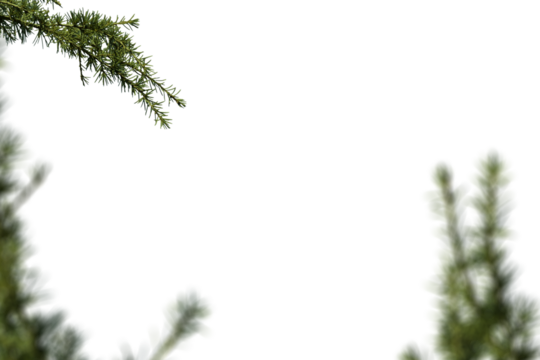 Soft-blur multiple branches graphic overlay element for photo composites, featuring diffused evergreen foliage with subtle layering perfect for creating gentle atmospheric backgrounds and peaceful 