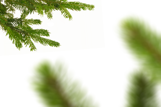 Evergreen branches multi-layer blur graphic overlay for photo composites, featuring layered soft-focus foliage with depth variation perfect for adding sophisticated atmospheric effects and di