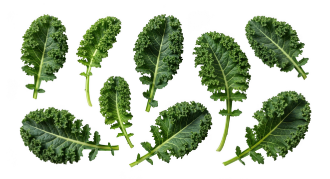 Fresh organic kale leaves laid out for culinary use food photography transparent background