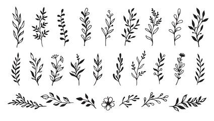 Botanical black and white illustration of floral elements on white background