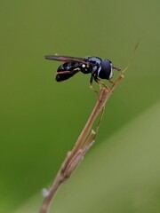Hoverfly on leaf
