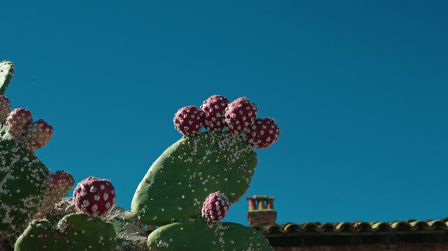 Panning Shot of Ripe Prickly Pear Cactus Fruit Against a Blue Sky