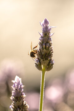 Honey bee on lavender flower