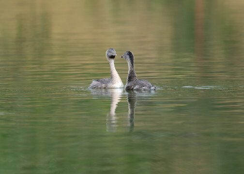 A pair of hoary-headed grebes (Poliocephalus) facing each other while floating on the lake