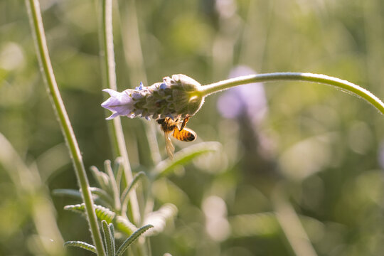 Honey bee transilluminated by the evening sun