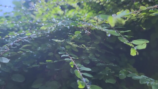 Greenery plant with a water drop. Greenery plant background.