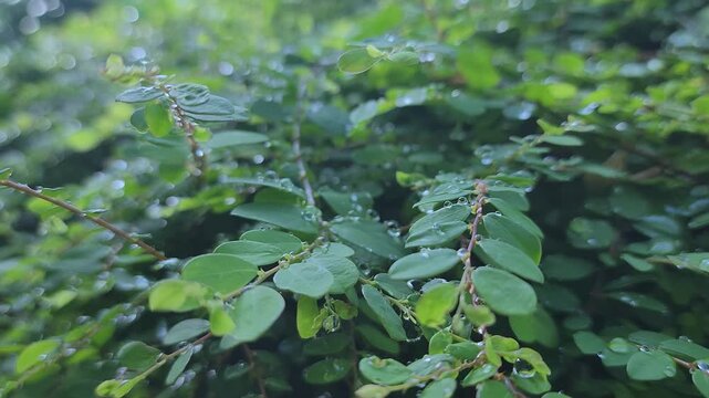 Greenery plant with a water drop. Greenery plant background.