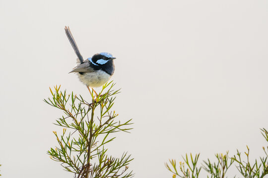 Male Superb blue wren (Malurus cyaneus) perched on a green branch against a white background