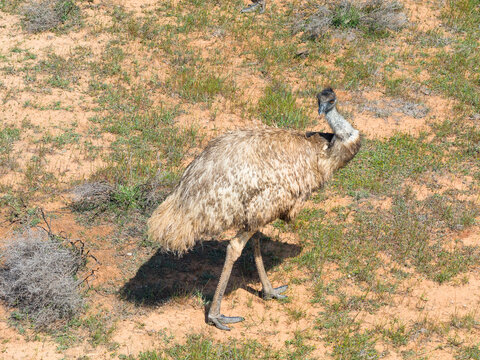 Aerial view of a single emu wandering through semi desert landscape