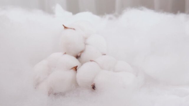 Premium Xinjiang Long Staple Cotton Bolls - High Quality White Cotton Fibers