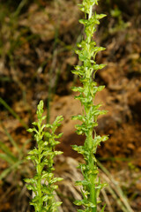 Flower stalks of the Sparse-flowered Bog Orchid (Platanthera sparsiflora) in natural habitat, Northern California
