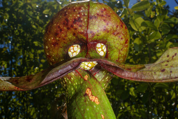 Cobra Lily (Darlingtonia californica), close-up of pitcher hood and tongue viewed from below, Northern California