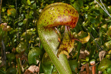 Side view of mature Cobra Lily carnivorous plant pitcher (Darlingtonia californica), Northern California
