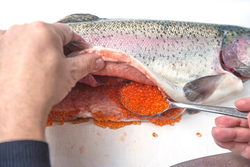 Hands extracting salmon roes (red caviar) from fresh salmon, close up