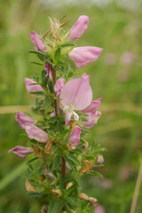 Vertical closeup on pink flowering Common restharrow , Ononis repens in the field