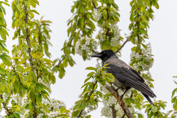 Hooded crow Corvus cornix sits high in a flowering cherry tree Prunus avium. Fresh green leaves and white blossoms surround the dark bird.