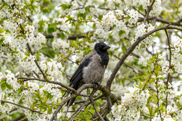 A hooded crow Corvus cornix perches among cherry blossoms Prunus avium. Grey and black plumage contrasts with the white spring flowers.
