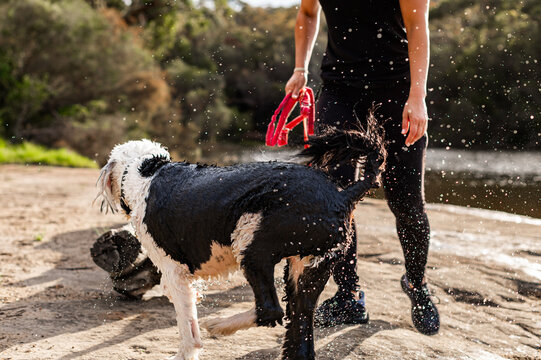 A dog enjoys splashing water as its owner plays by the riverbank on a sunny afternoon.
