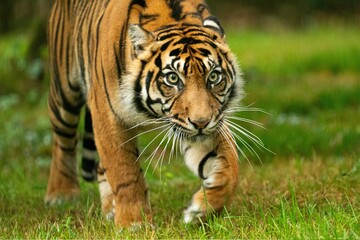 Fototapeta premium tiger in the grass