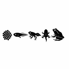 Fototapeta premium A graphic illustration depicting the life cycle stages of a frog, from eggs to adult.