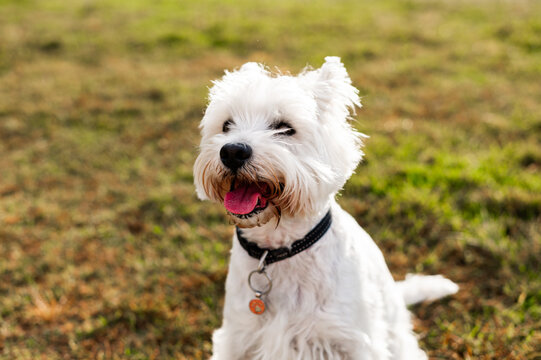 A cheerful white dog sits on grass in a park, panting happily under the warm sun