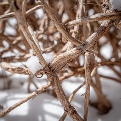 Close Up Of Snow Covered Dried Branches