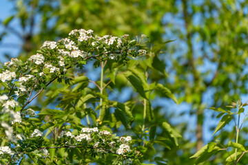 Flowering common hawthorn Crataegus monogyna branches with white blossoms against fresh green foliage and blue sky. Calm spring scene with soft background bokeh.