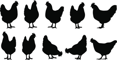Chicken silhouette set, poultry vector, farm animal clipart, hen pose collection, black chicken icon, livestock graphic, rustic design