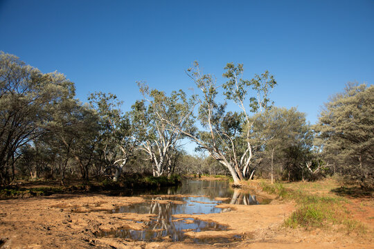 Waterhole with gum trees and mulga trees