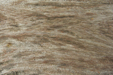 old stump wood texture 