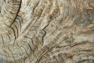 old stump wood texture 