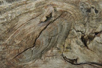old stump wood texture 
