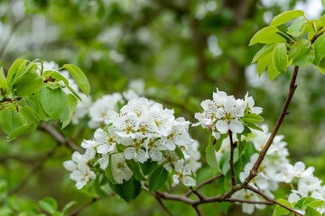 Fototapeta premium Pear tree blossoms Pyrus communis form dense white clusters beside broad green leaves. Soft forest background emphasizes the fresh spring growth.