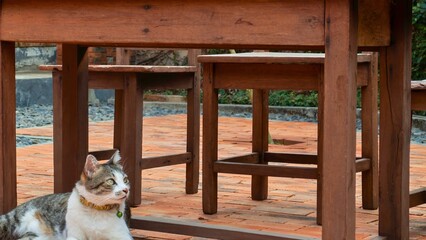 Curious cat peeking out from underneath wooden outdoor furniture