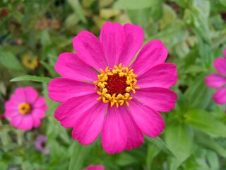 Fototapeta premium pink cosmos flower