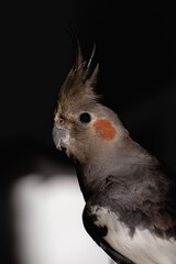 Portrait of cute and funny pet bird cockatiel preening and playing