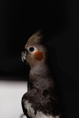 Portrait of cute and funny pet bird cockatiel preening and playing