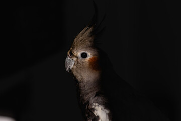 Portrait of cute and funny pet bird cockatiel preening and playing