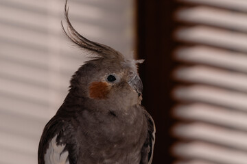 Portrait of cute and funny pet bird cockatiel preening and playing