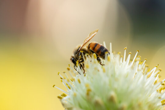 Bee on spring onion flower in backyard garden