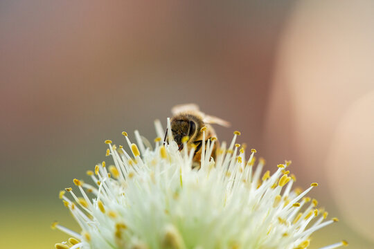 Bee on spring onion flower in backyard garden