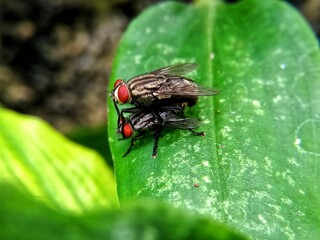 fly on leaf