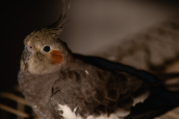 Portrait of cute and funny pet bird cockatiel preening and playing
