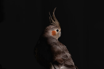 Portrait of cute and funny pet bird cockatiel preening and playing