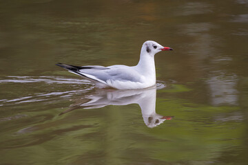 Black-headed Gull perched by the water, showing its white plumage, dark head, and red bill. A calm wildlife moment capturing this elegant shorebird in its natural wetland habitat.